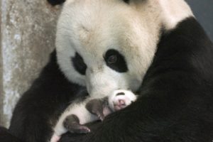 panda, Pandas, Baer, Bears, Baby, Cute,  28