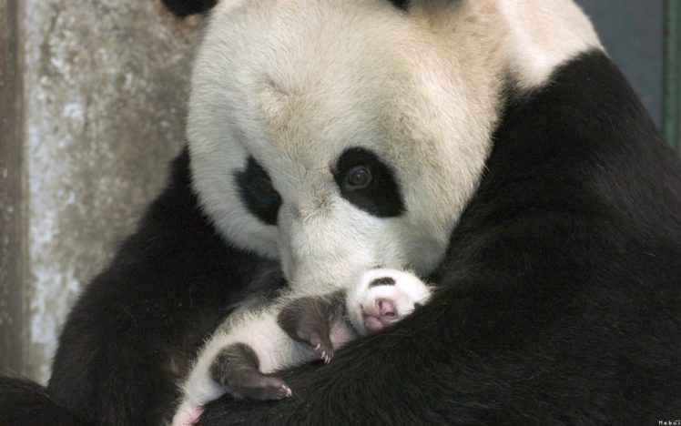 panda, Pandas, Baer, Bears, Baby, Cute,  28 HD Wallpaper Desktop Background