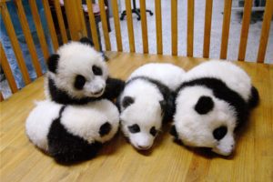 panda, Pandas, Baer, Bears, Baby, Cute,  29