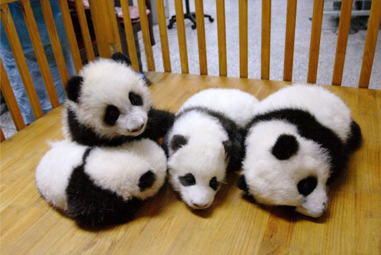 panda, Pandas, Baer, Bears, Baby, Cute,  29 HD Wallpaper Desktop Background