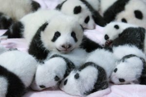 panda, Pandas, Baer, Bears, Baby, Cute,  30