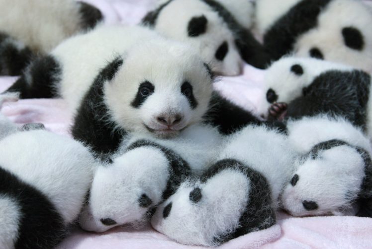 panda, Pandas, Baer, Bears, Baby, Cute,  30 HD Wallpaper Desktop Background