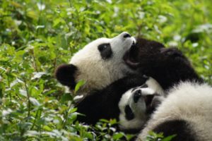 panda, Pandas, Baer, Bears, Baby, Cute,  33