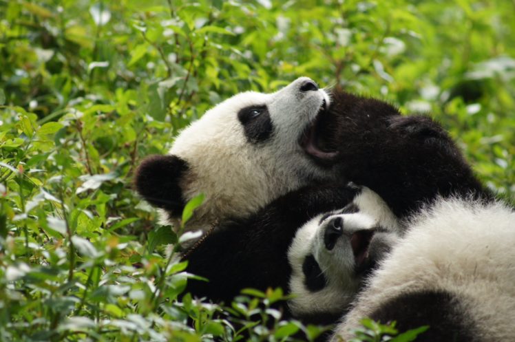 panda, Pandas, Baer, Bears, Baby, Cute,  33 HD Wallpaper Desktop Background