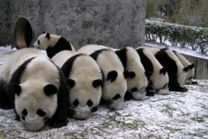 panda, Pandas, Baer, Bears, Baby, Cute,  32