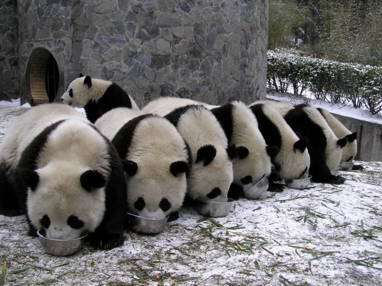 panda, Pandas, Baer, Bears, Baby, Cute,  32 HD Wallpaper Desktop Background