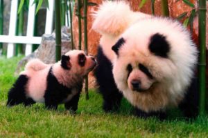 panda, Pandas, Baer, Bears, Baby, Cute,  39