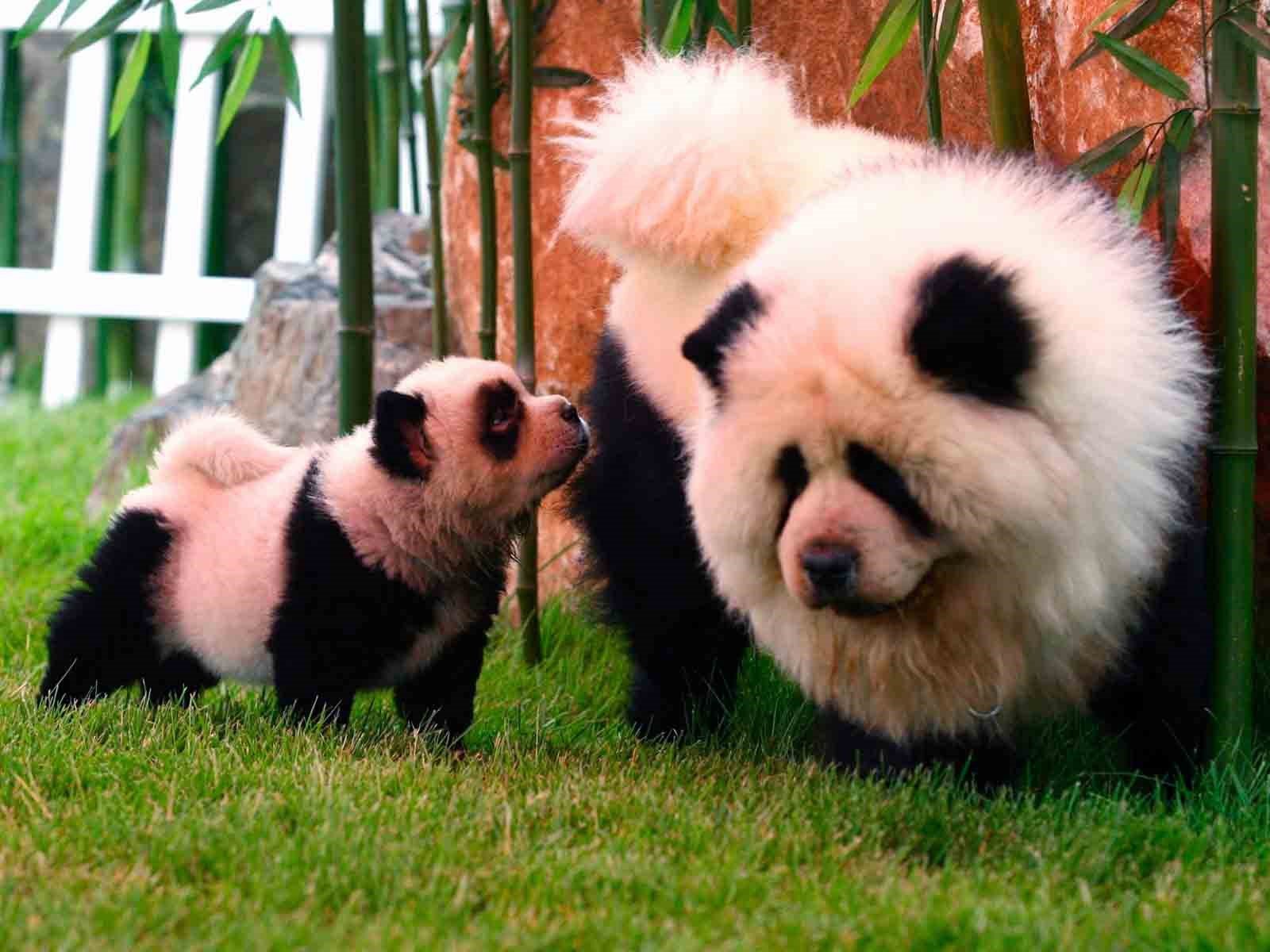 panda, Pandas, Baer, Bears, Baby, Cute,  39 Wallpaper