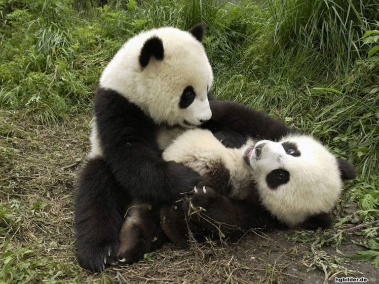 panda, Pandas, Baer, Bears, Baby, Cute,  36 HD Wallpaper Desktop Background