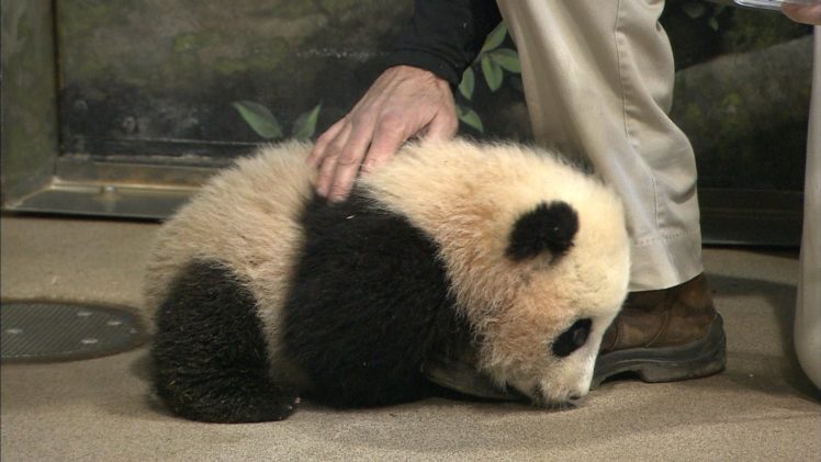 panda, Pandas, Baer, Bears, Baby, Cute,  35 HD Wallpaper Desktop Background