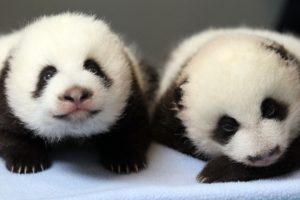 panda, Pandas, Baer, Bears, Baby, Cute,  41