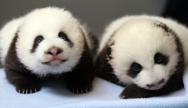 panda, Pandas, Baer, Bears, Baby, Cute,  41 HD Wallpaper Desktop Background