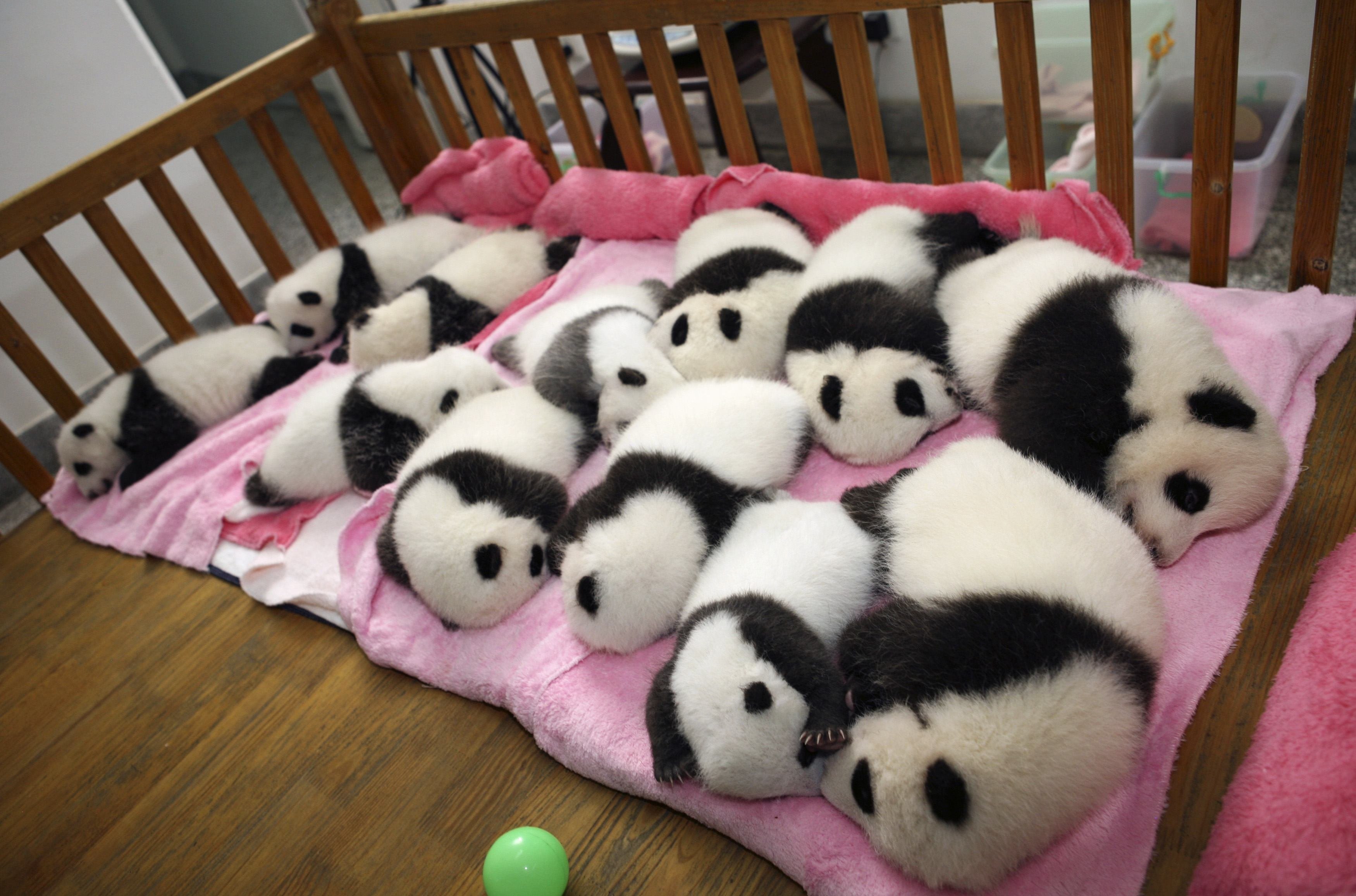 panda, Pandas, Baer, Bears, Baby, Cute,  47 Wallpaper