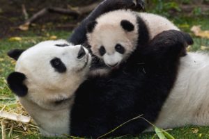 panda, Pandas, Baer, Bears, Baby, Cute,  50