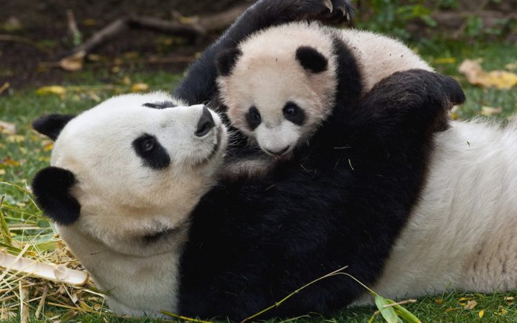 panda, Pandas, Baer, Bears, Baby, Cute,  50 HD Wallpaper Desktop Background