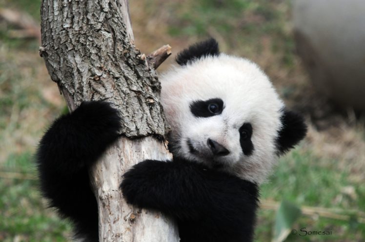 panda, Pandas, Baer, Bears, Baby, Cute,  59 HD Wallpaper Desktop Background