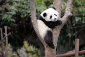 panda, Pandas, Baer, Bears, Baby, Cute,  61