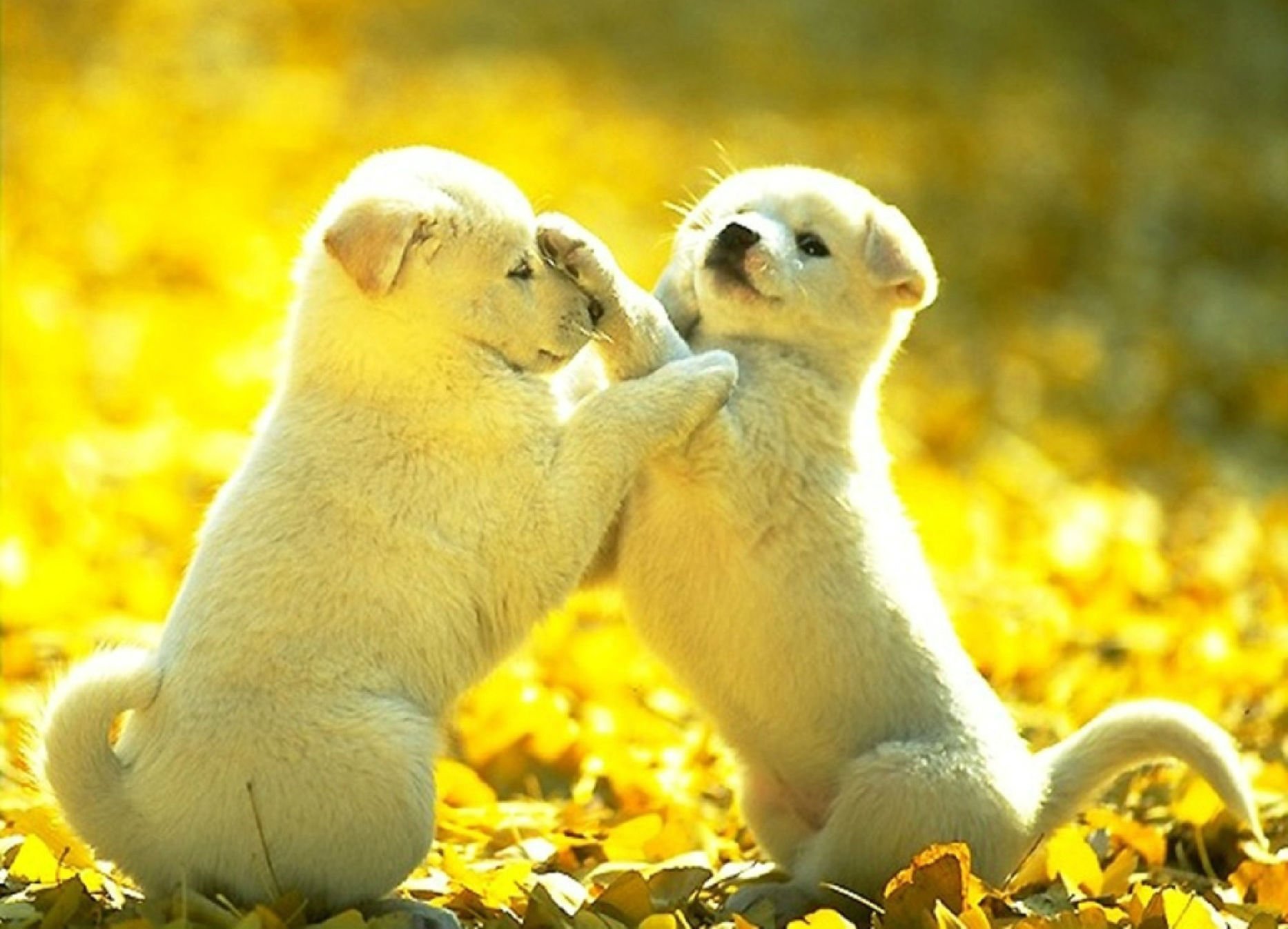 dog, Puppy, Dogs, Baby Wallpaper