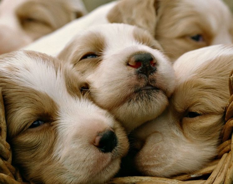 dog, Puppy, Dogs, Baby HD Wallpaper Desktop Background