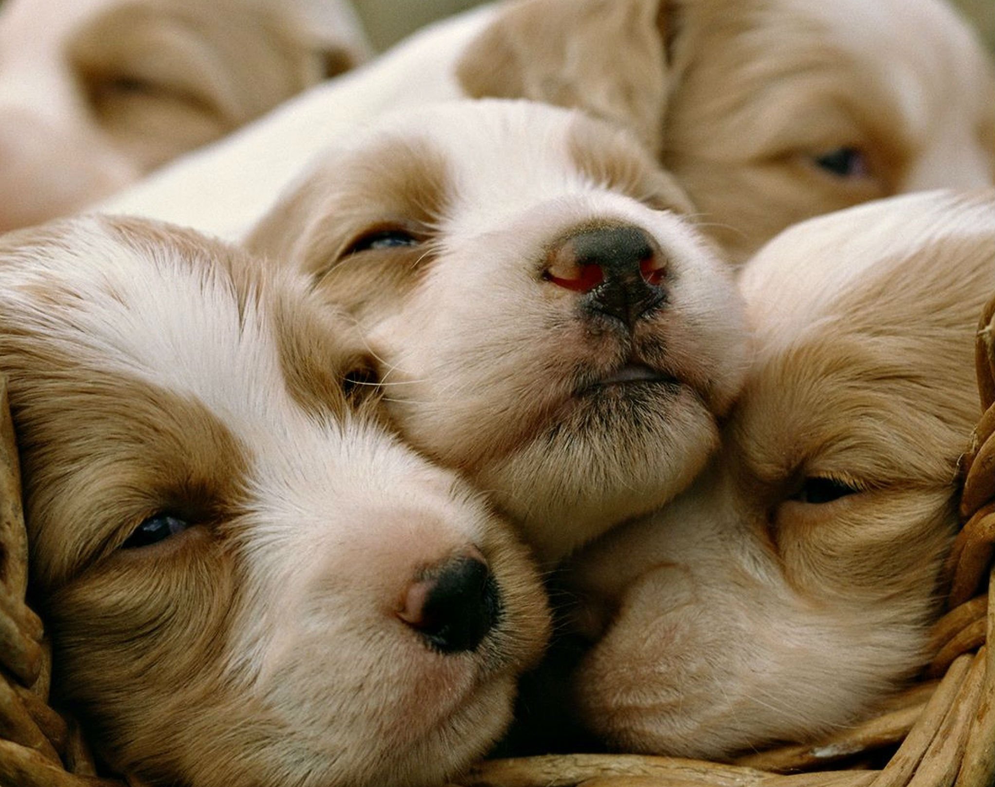 dog, Puppy, Dogs, Baby Wallpapers HD / Desktop and Mobile