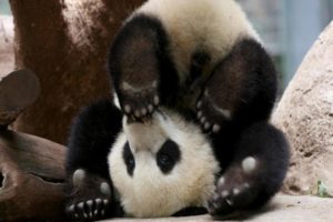 panda, Pandas, Baer, Bears, Baby, Cute,  72