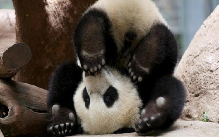 panda, Pandas, Baer, Bears, Baby, Cute, 72 Wallpapers HD / Desktop and  Mobile Backgrounds