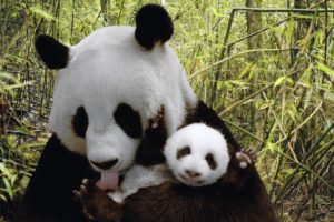 panda, Pandas, Baer, Bears, Baby, Cute,  71