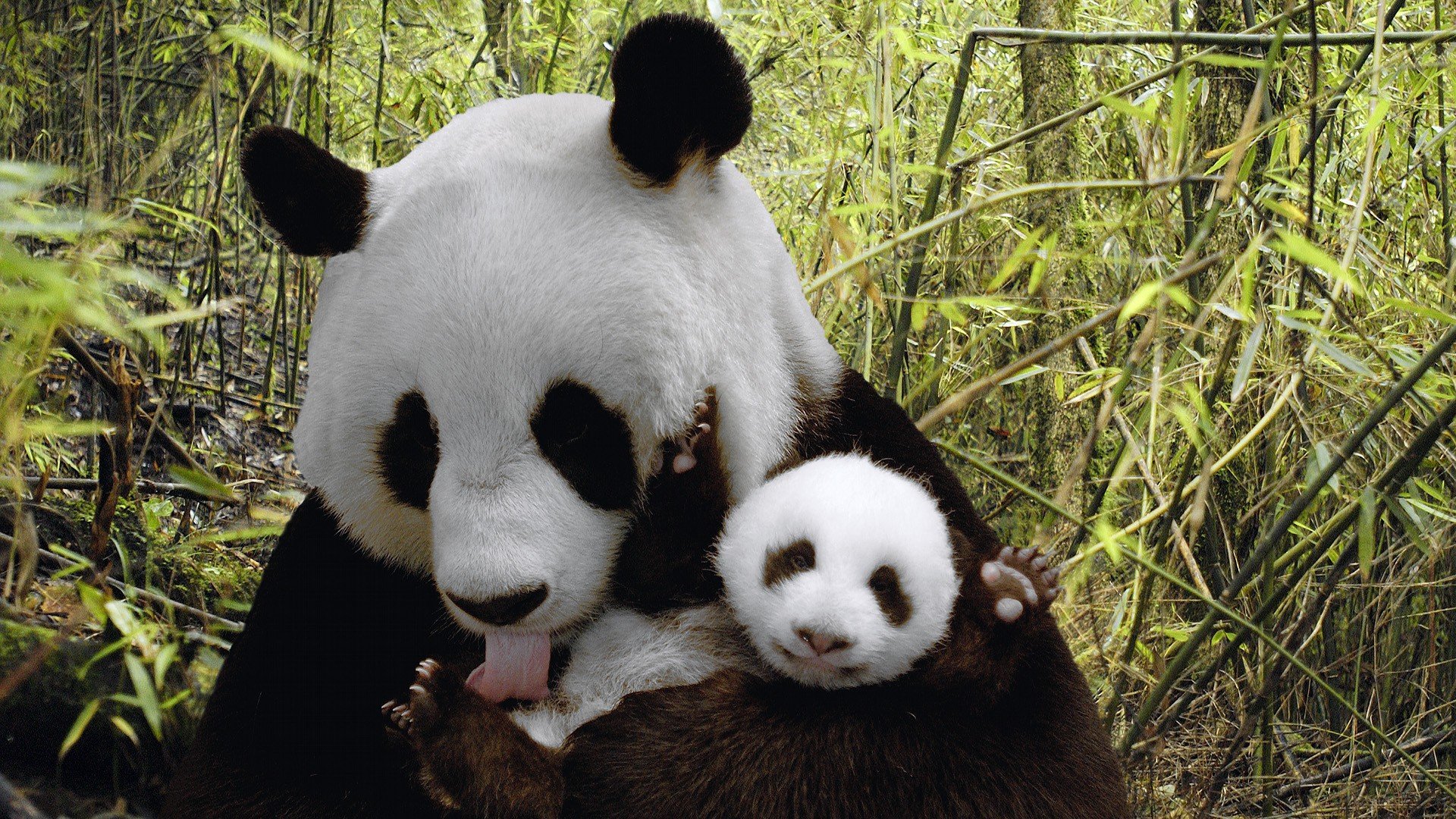 panda, Pandas, Baer, Bears, Baby, Cute,  71 Wallpaper