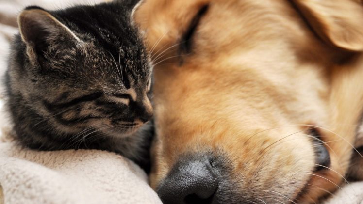 kittens, Cute, Dogs HD Wallpaper Desktop Background