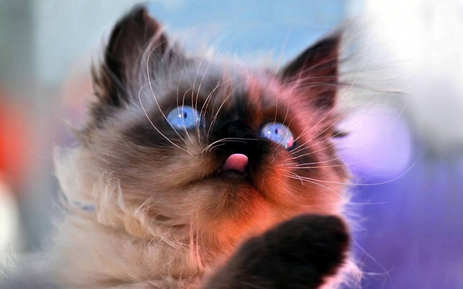 kittens, Cats, Felines, Babies, Face, Eyes, Humor, Cute, Funny, Whiskers Wallpaper