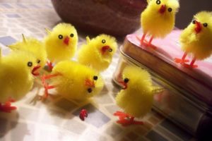 , 1, A, Chicks, Birds, Cute, Toys, Chickens, Easter, Humor