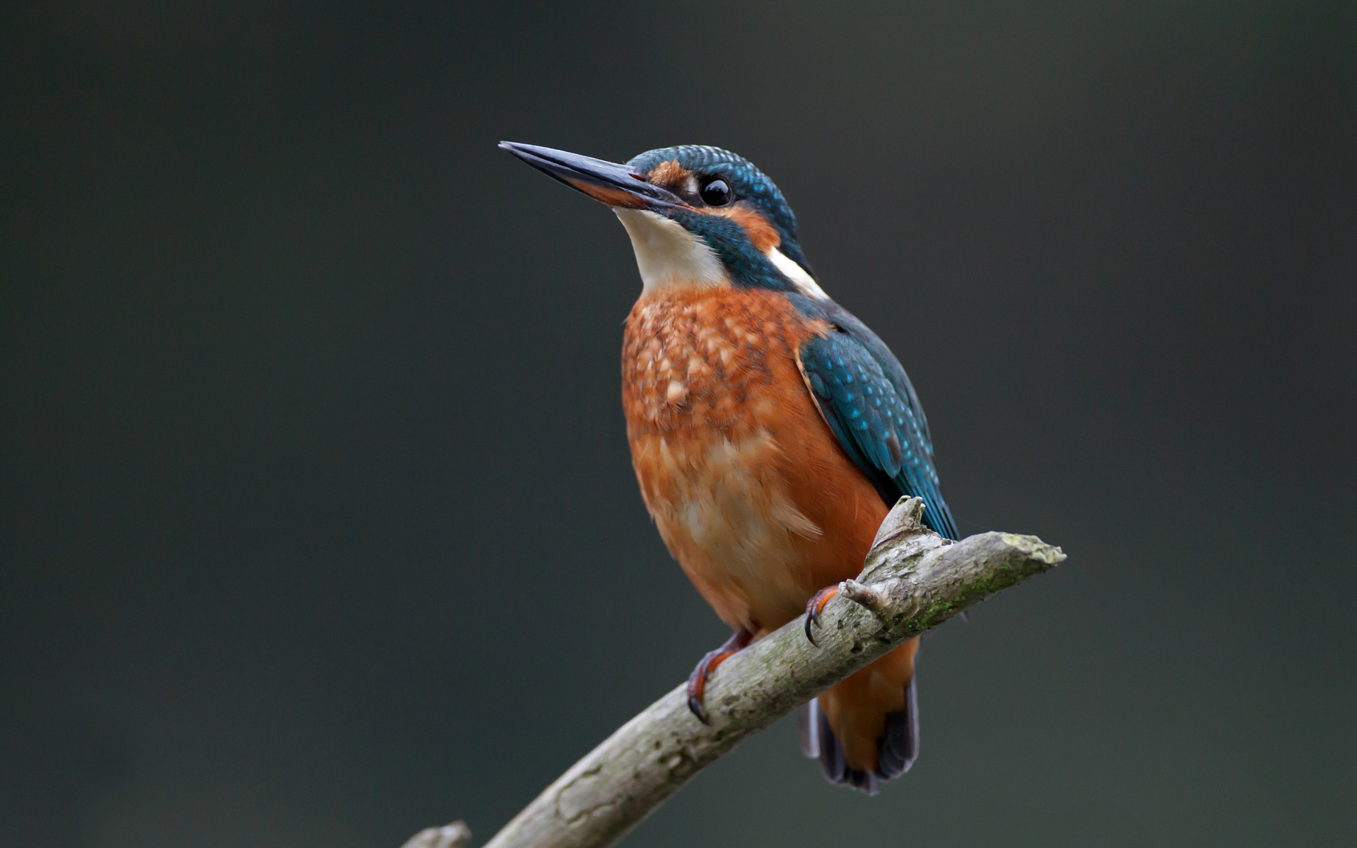 , 1, Branch, Common, Kingfisher, Eyes, Pov Wallpaper
