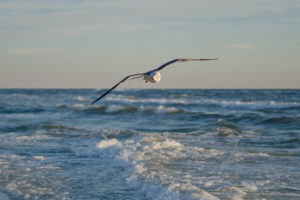 gulls, Ocean, Sea, Flight, Fly, Waves, Sky