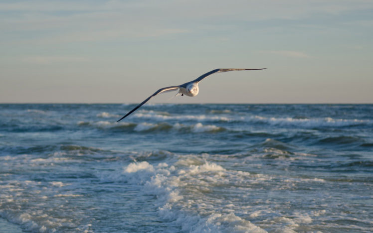gulls, Ocean, Sea, Flight, Fly, Waves, Sky HD Wallpaper Desktop Background