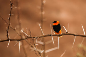 colorful, Bird, On, A, Thorny, Branch