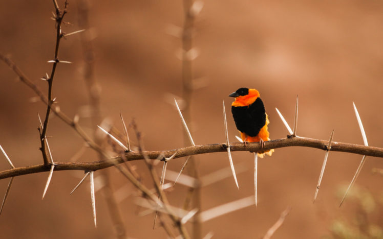 colorful, Bird, On, A, Thorny, Branch HD Wallpaper Desktop Background