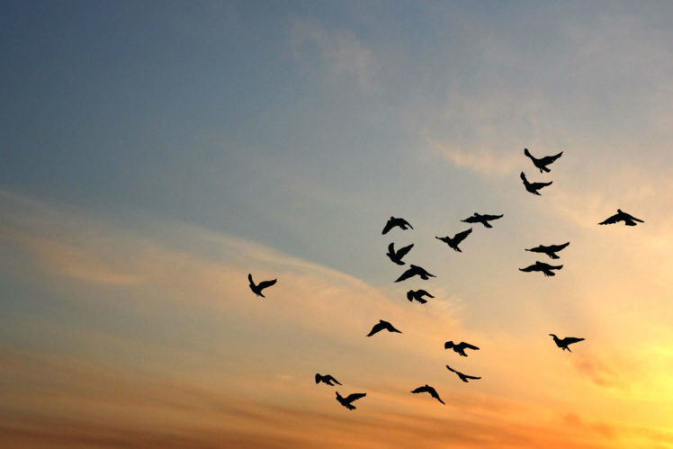 pigeons, Sky, Flight, Flly, Sunset HD Wallpaper Desktop Background