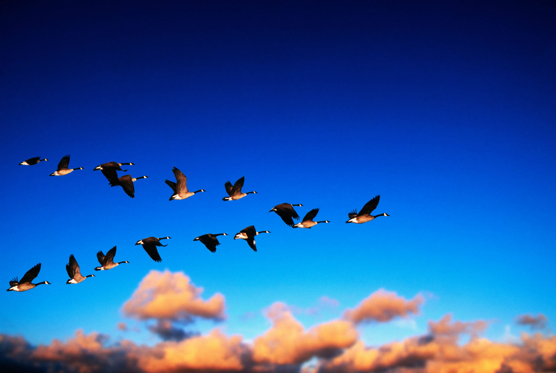 geese, Flight, Migration, Sky, Clouds Wallpaper