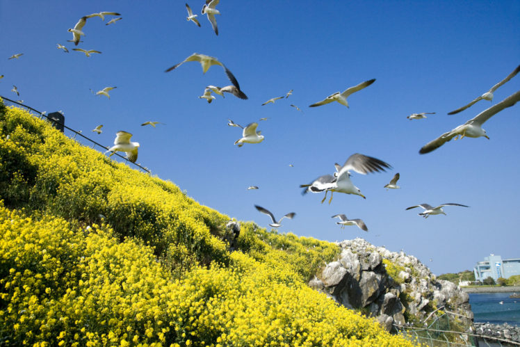 nature, Landscapes, Sky, Fly HD Wallpaper Desktop Background