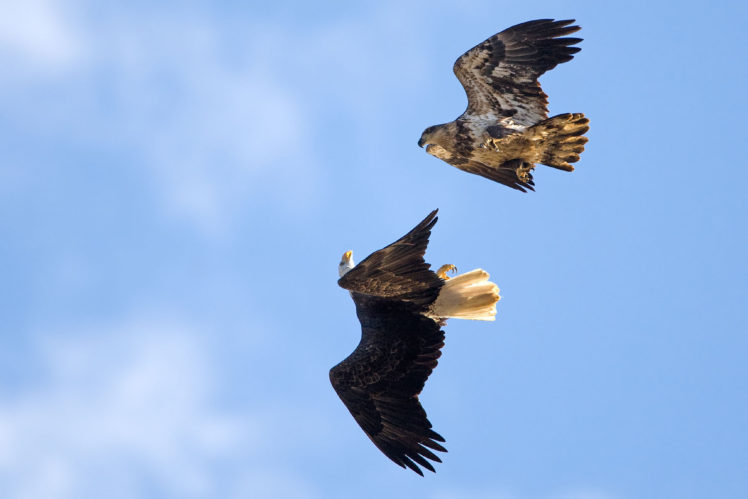 eagles, Fly, Sky HD Wallpaper Desktop Background