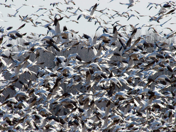 fly, Migration, Flock, Wings HD Wallpaper Desktop Background