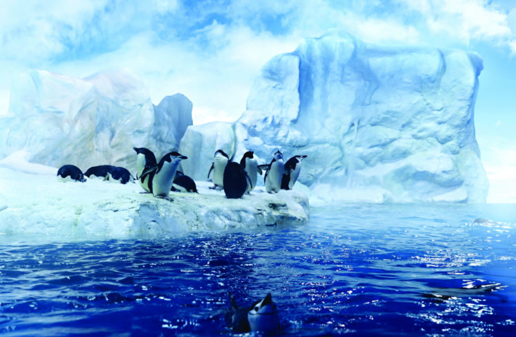 penguins, Artic HD Wallpaper Desktop Background