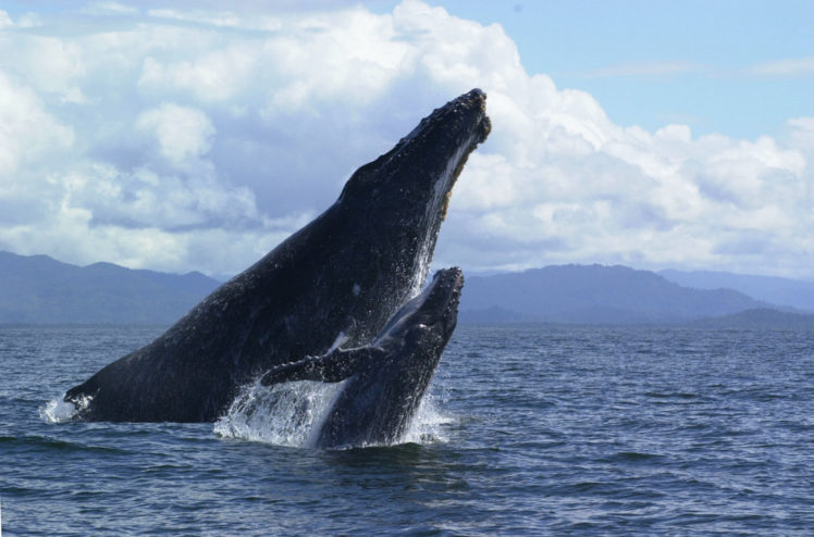whales, Breach, Ocean, Sea, Babies HD Wallpaper Desktop Background