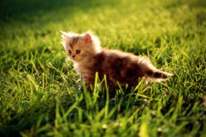 kitty, On, Grass