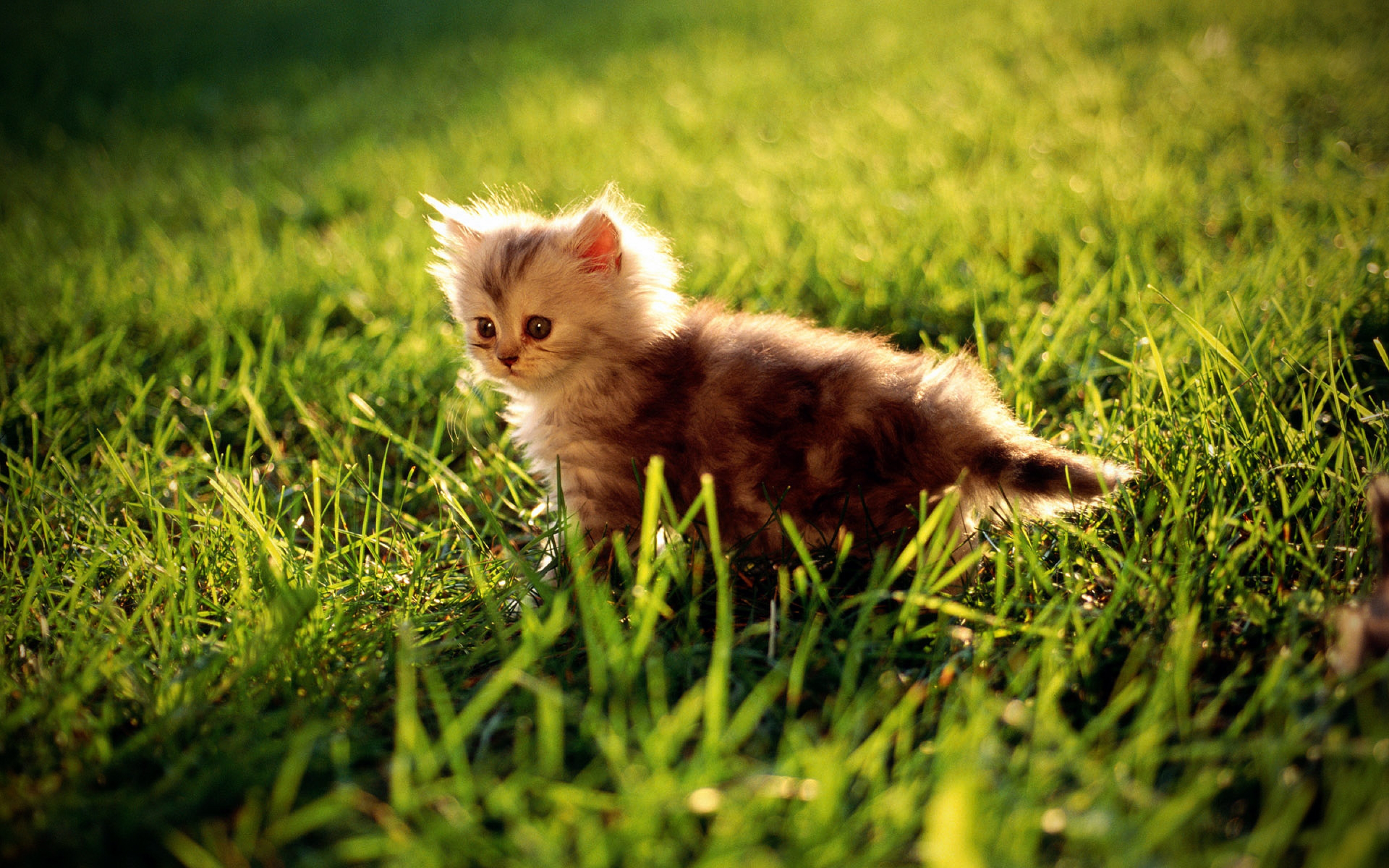 kitty, On, Grass Wallpaper