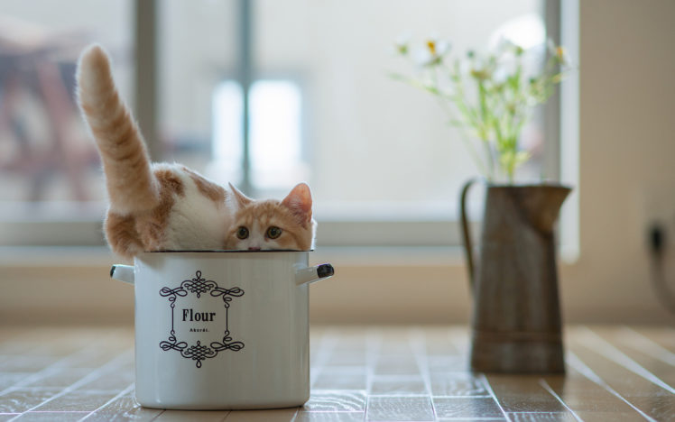 cats, Kittens, Cute, Humor, Funny HD Wallpaper Desktop Background