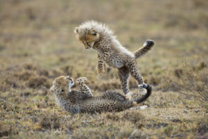 cats, Cheetah, Cubs