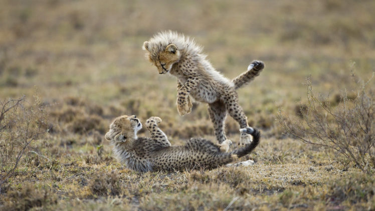 cats, Cheetah, Cubs HD Wallpaper Desktop Background