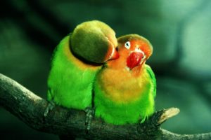 parrots, In, Love