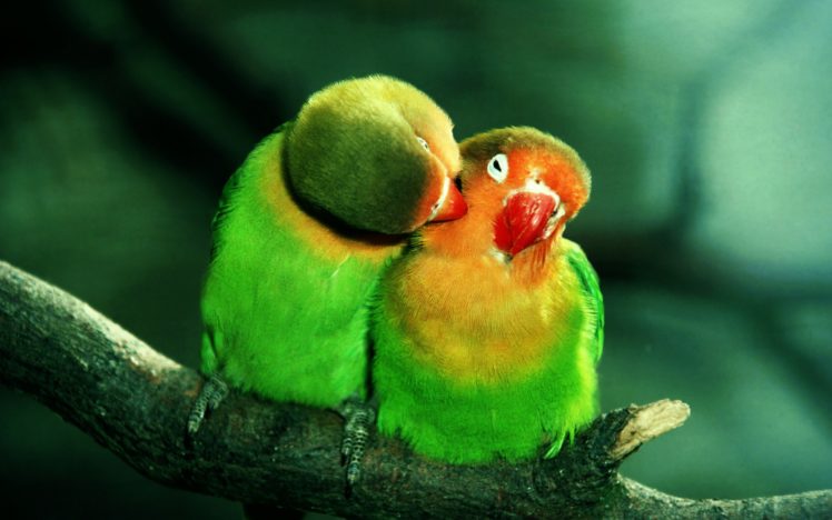 parrots, In, Love HD Wallpaper Desktop Background